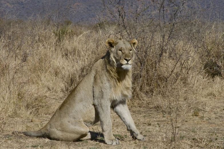 a lion sitting on the ground in a field