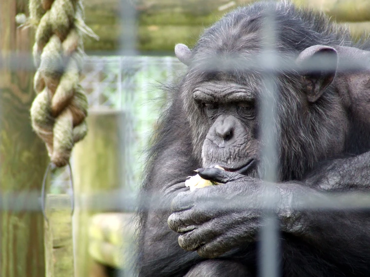 a monkey with its hands folded holding soing in its hands