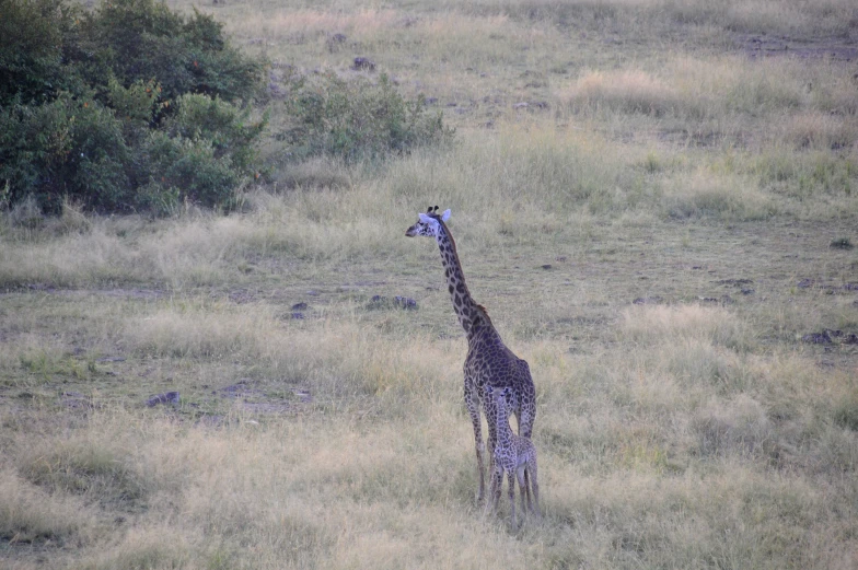 giraffe standing in the middle of a grassy field