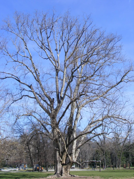 a tall, bare tree stands in a park