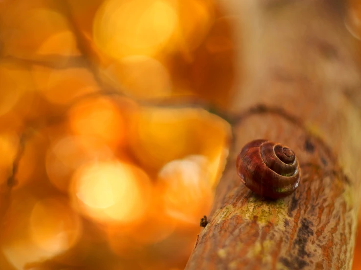 a snail that is sitting on top of a nch