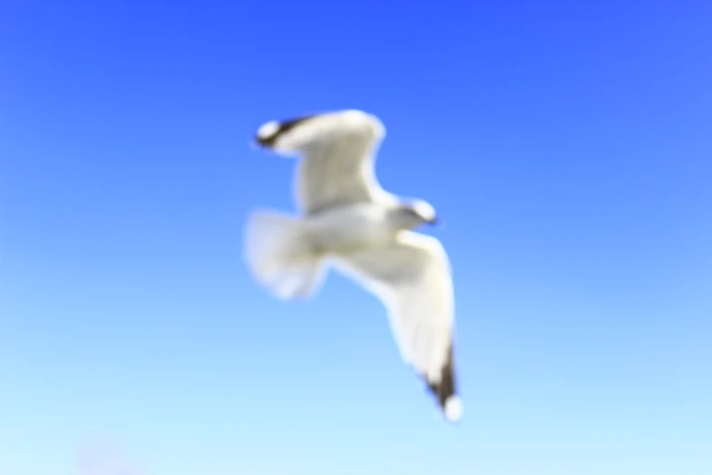 a white bird flying through the blue sky