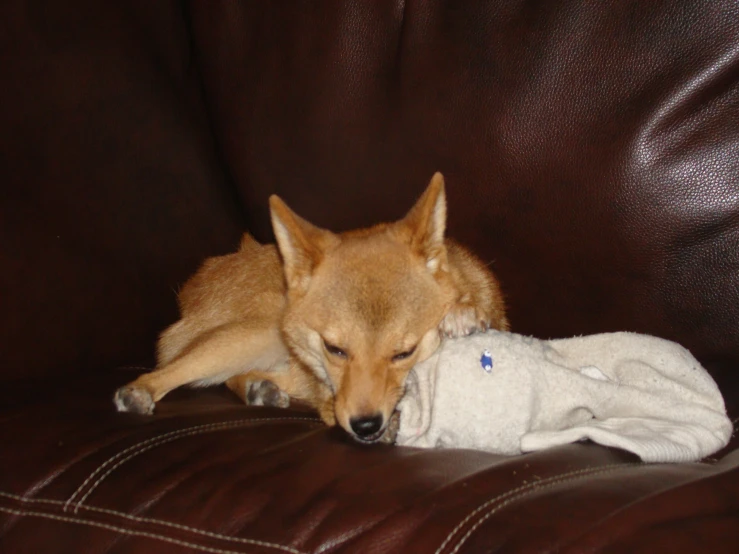 a dog resting it's head on a stuffed animal