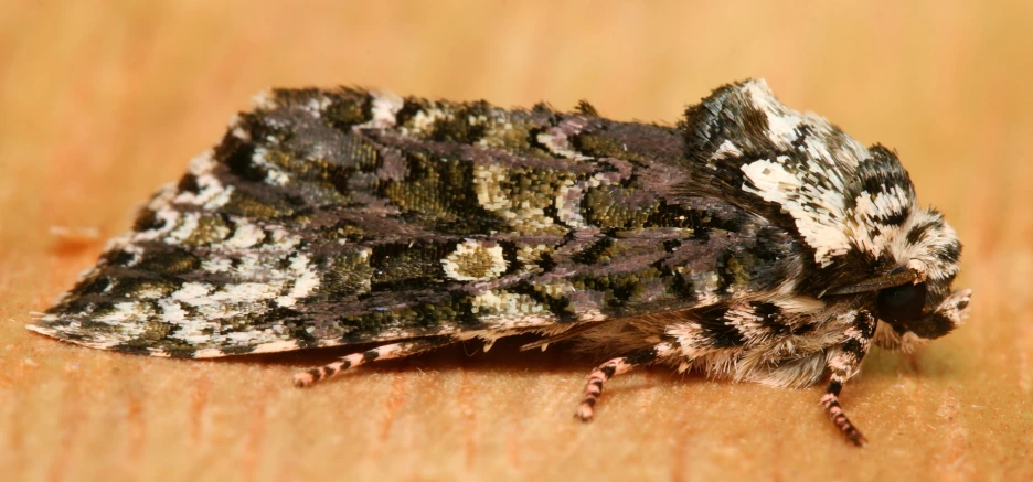 a close up s of a gray and white moth sitting on top of a table