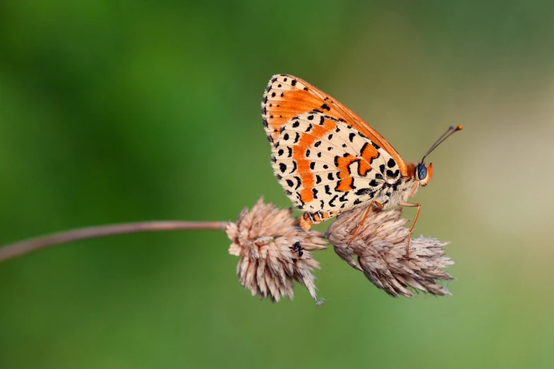 a close - up of a erfly sits on a plant