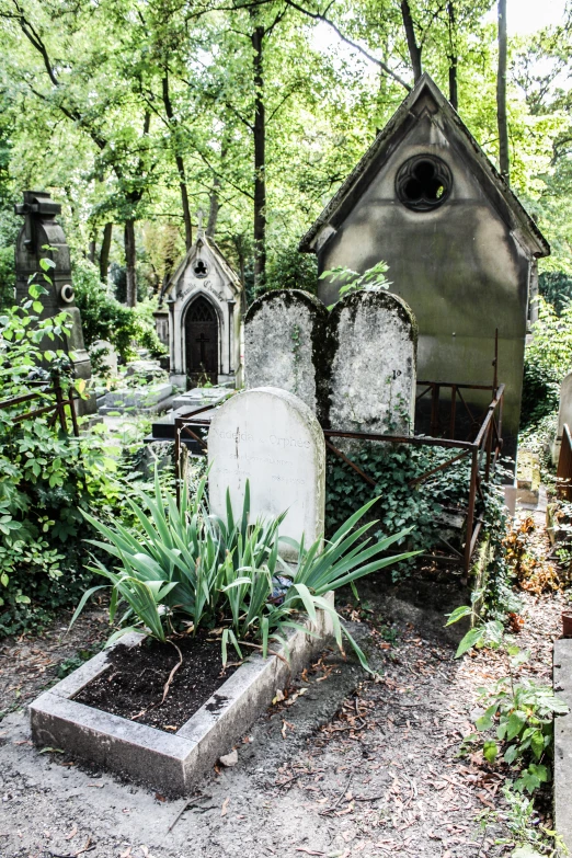 a group of old graves sitting in the middle of a forest