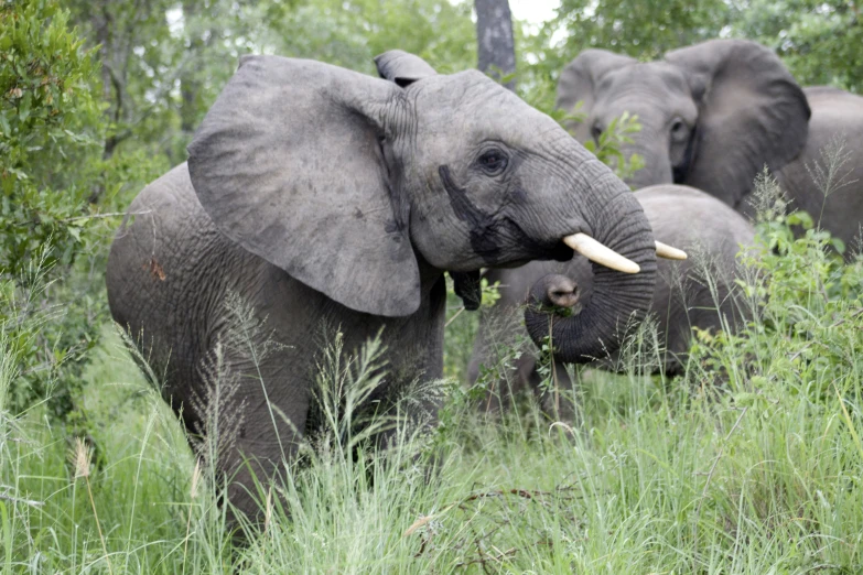 an elephant in tall grass has it's trunk out