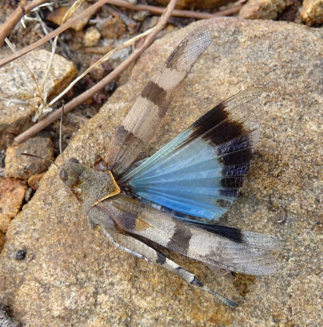 a large blue and brown erfly is sitting on a rock