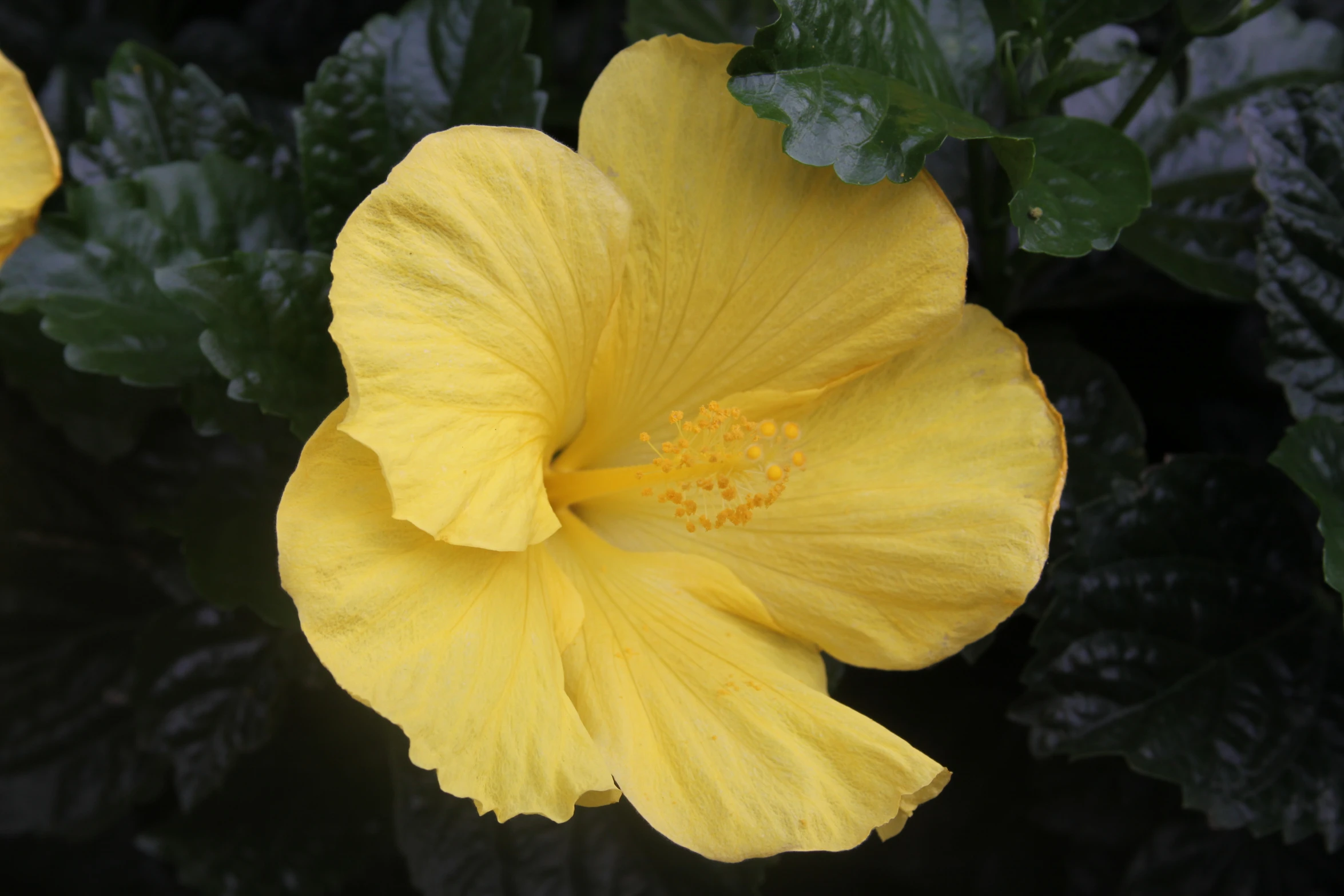 a yellow flower with green leaves around it