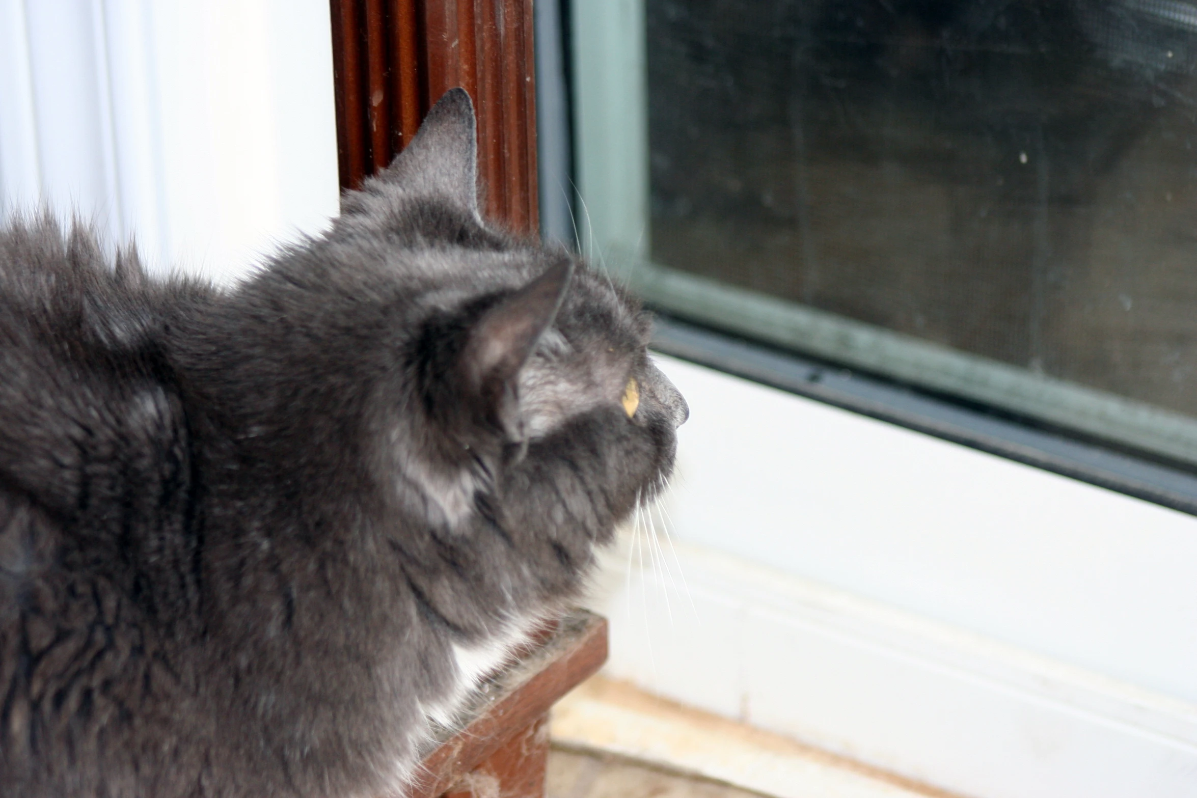 a grey cat is looking out the window