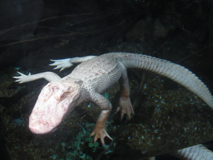 a white and gray alligator laying down in some bushes