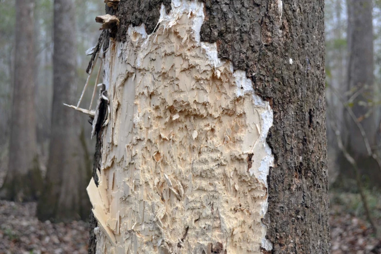 a closeup view of a tree with bark and holes in the bark