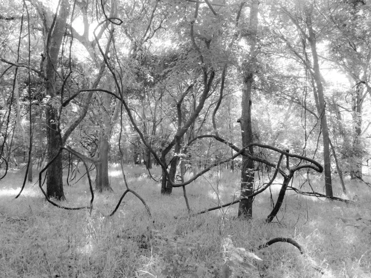 black and white image of tall trees in the woods