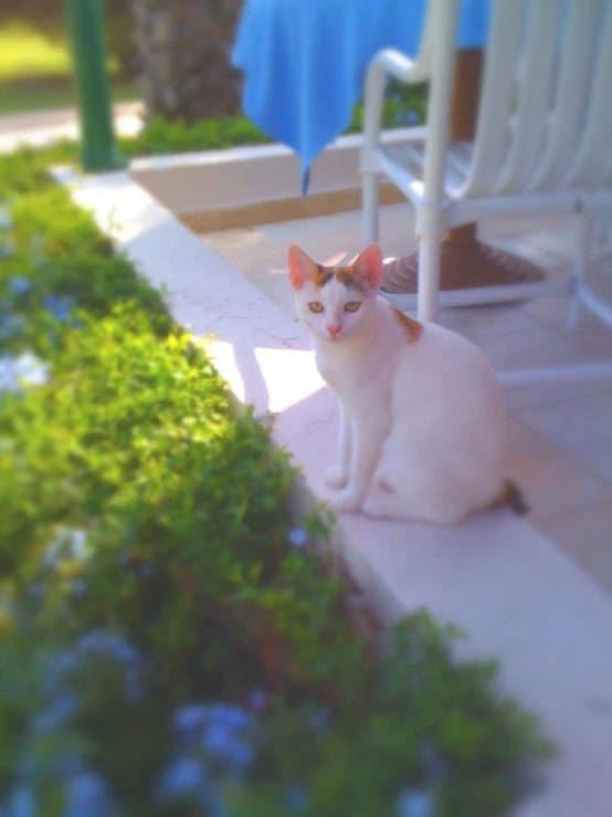 white cat sitting on the outside ledge of a house