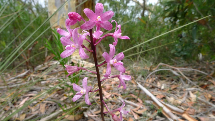 closeup of a purple flower in a forest