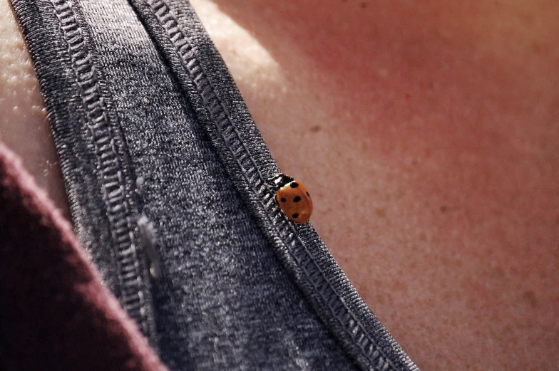 a lady bug sitting in the back of a pair of slacks