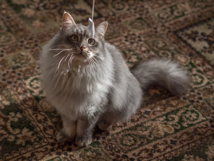 there is a grey cat standing on the rug