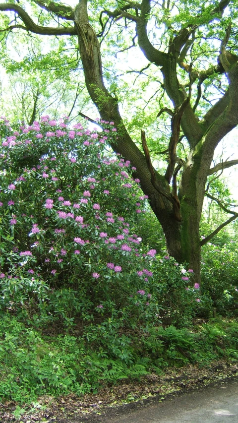 some bushes and trees next to a road