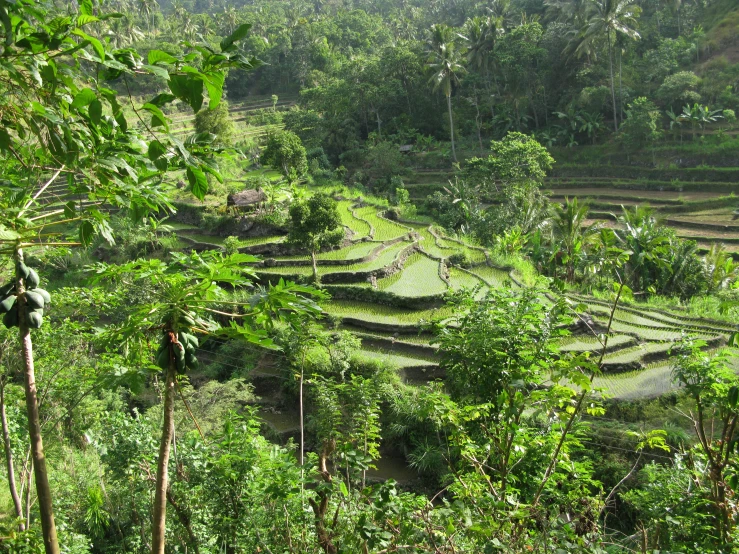 green and ripe rice terraces are shown along the jungle