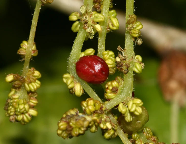 the long stem flowers have two fruits on them