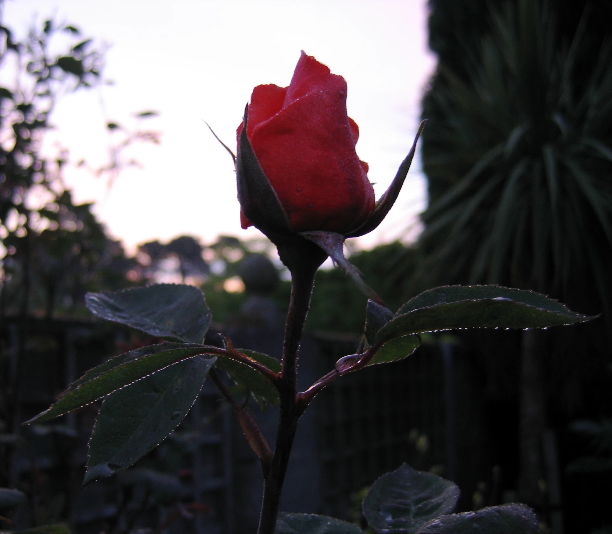 a single red rose in front of a lush green forest