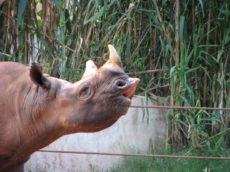 a rhinoceros that is standing in front of a fence