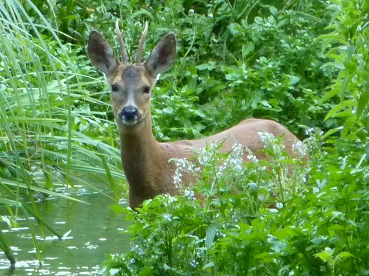 a close up of a deer near a body of water