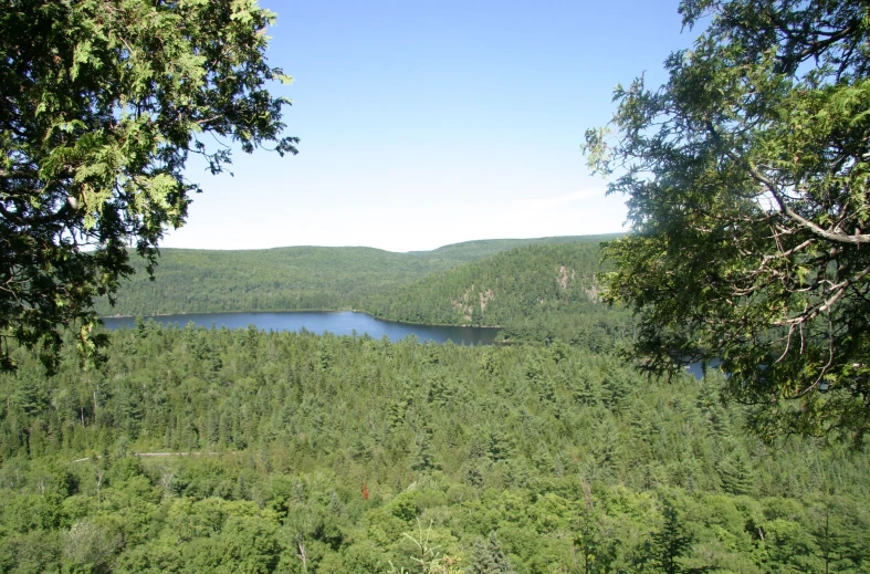 a lake surrounded by lush green trees near a forest