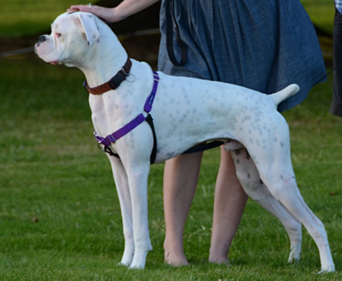 the dog is standing on the grassy field