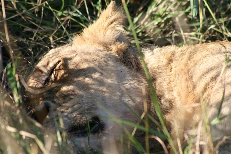 a big male lion rests in tall grass