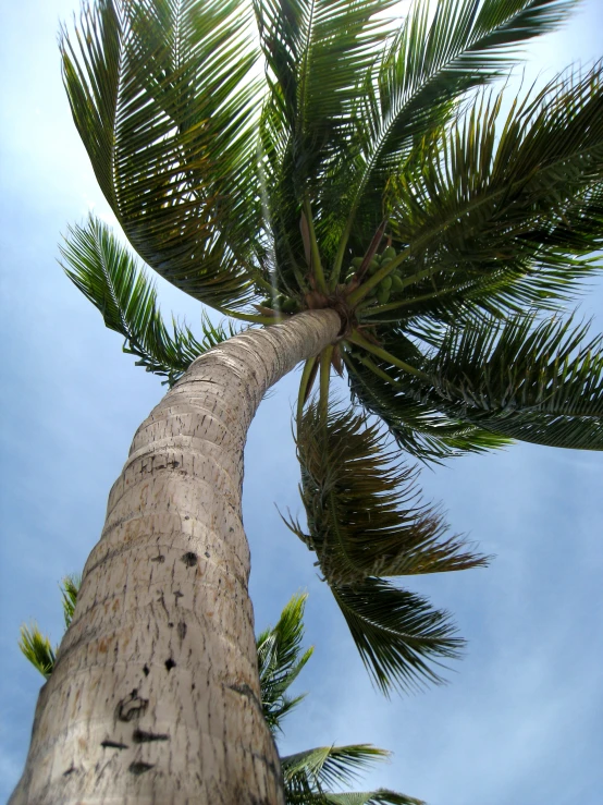 the trunk and top of a palm tree