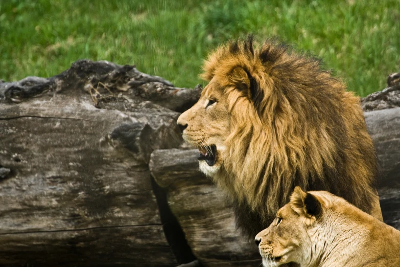 two lions standing next to each other in front of logs