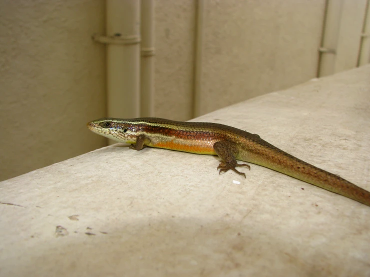 small lizard on white ledge in large area