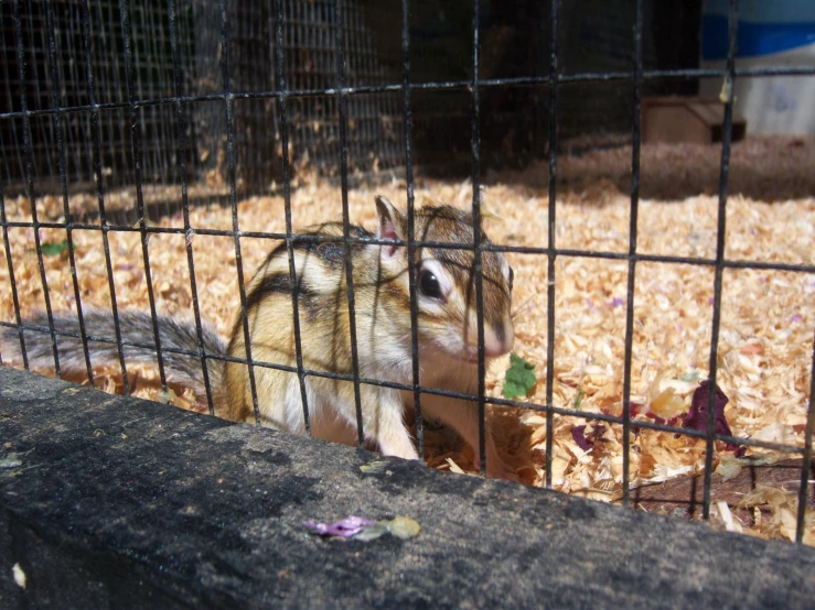 the animal looks through the fence at the person