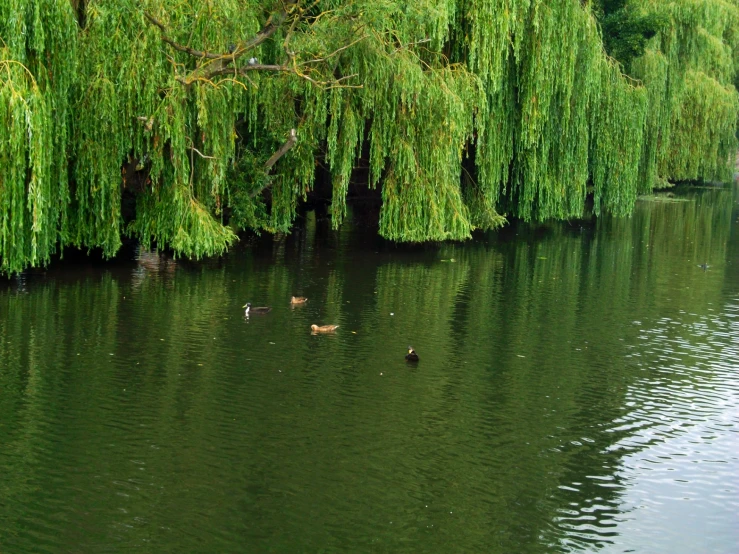 ducks swimming near a tree by a river