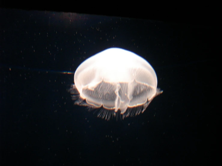 jelly fish swimming in water at night with only one visible