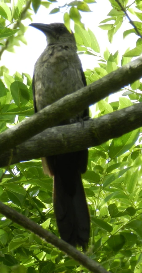 the bird is perched on the nch of the tree