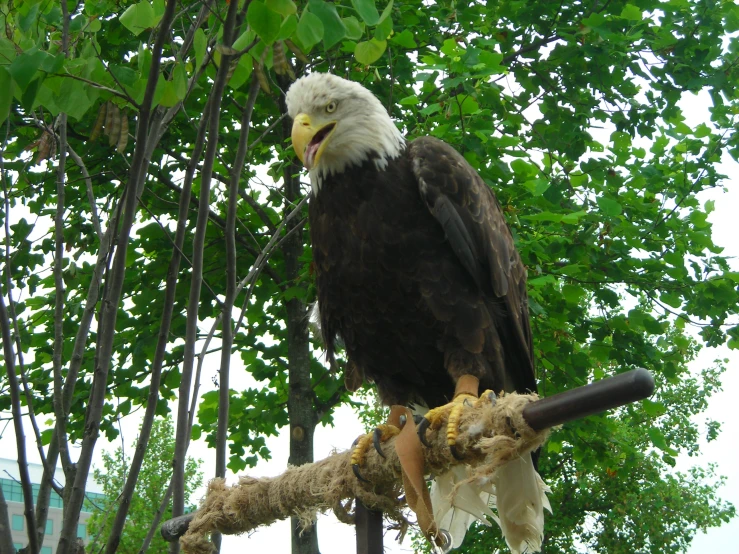 a bald eagle perched on top of a rope near trees