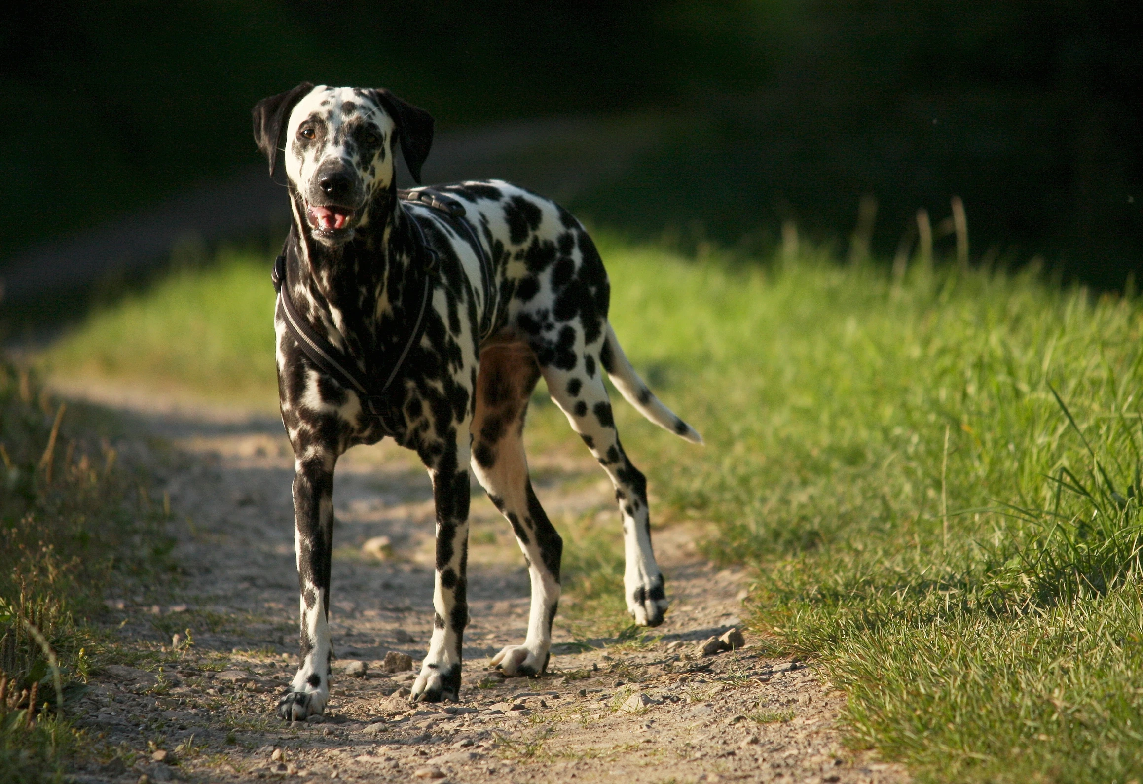 a black and white dog with spots on it's head is walking across a dirt road