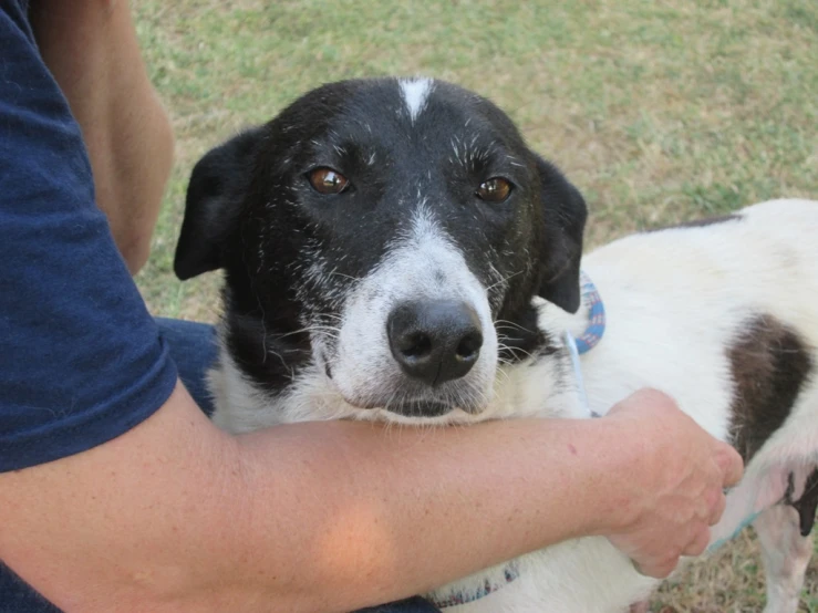 a man with his arm around his dog on a grass field