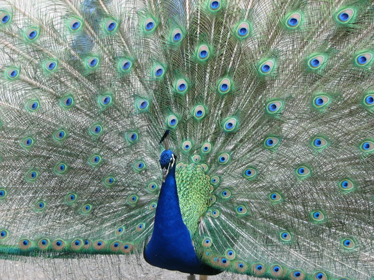 a bird with open feathers standing in front of a wooden fence