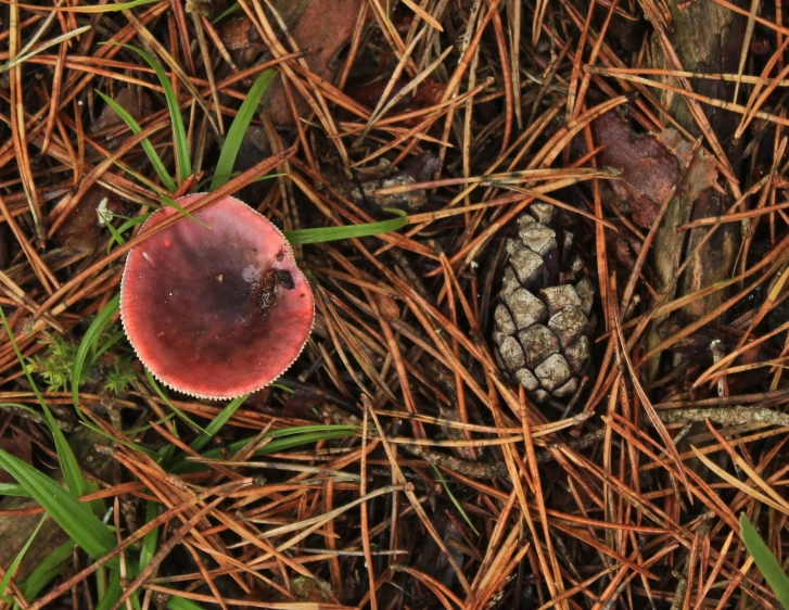 a single mushroom is growing amongst brown needles