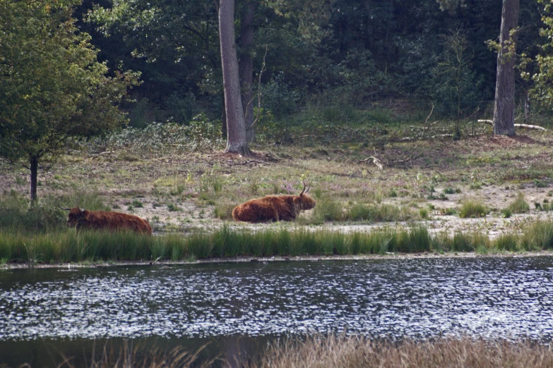 two brown bears walking around in a swampy clearing