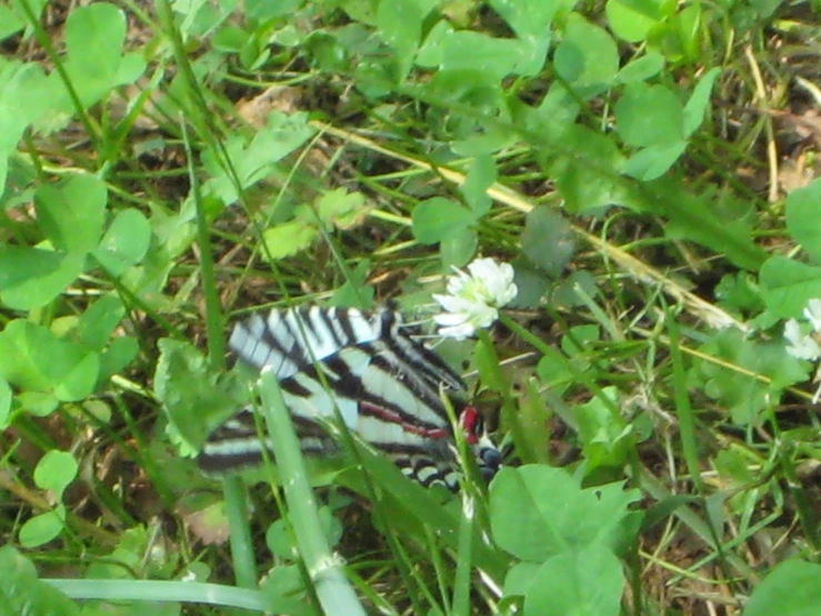 a ze laying in a field of grass next to clovers