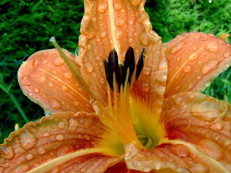 the large orange flower has water drops on it