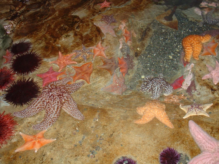 an assortment of starfish are on the rock bottom