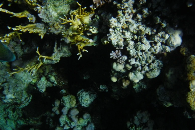 an underwater po of various marine creatures on a reef