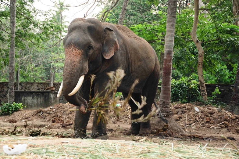 a large elephant standing in a dirty jungle habitat