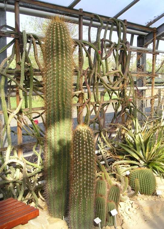 a cactus garden surrounded by various green and white plants