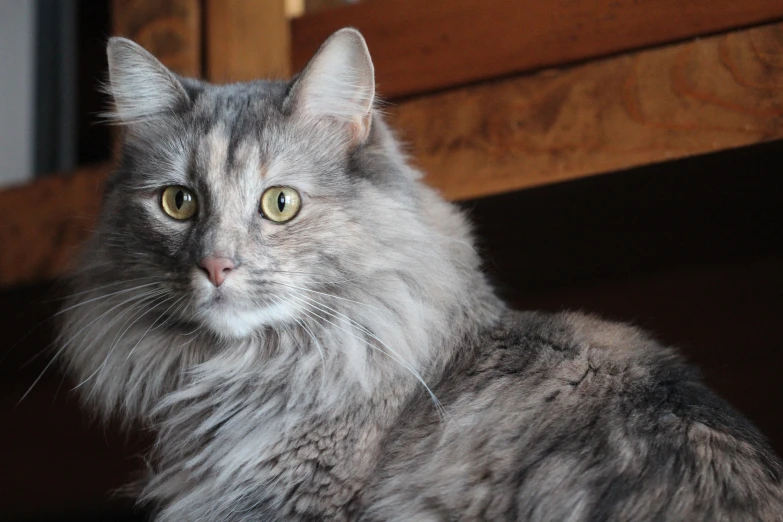 a long haired gray cat is looking at the camera
